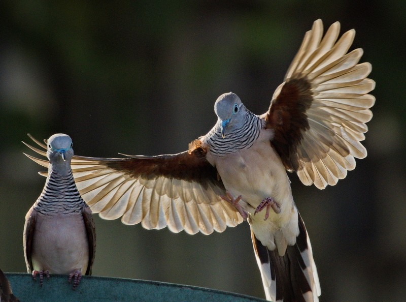 Peaceful Dove